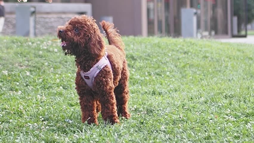 Cute toy poodle dog standing on green grass, looking around, panting with tongue out, wagging tail, motion footage of happy pet on sunny day