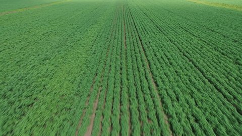 Fast Low Drone Flight over Green Field