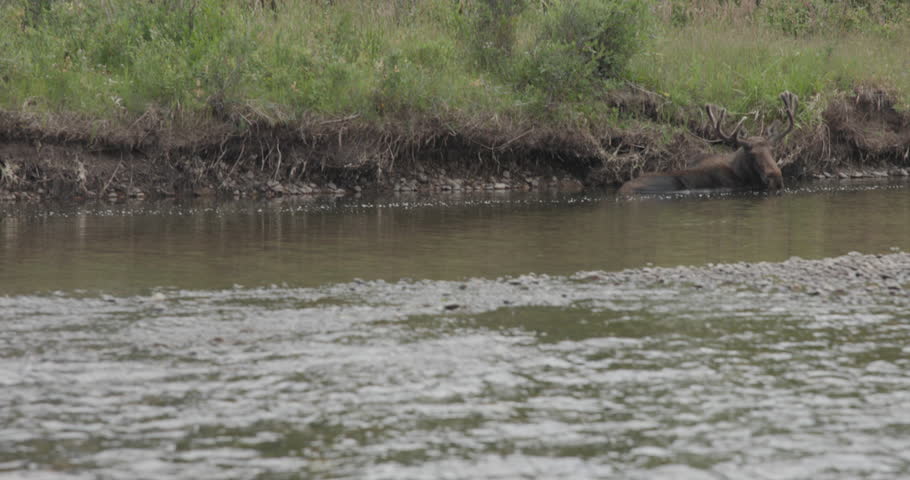 Summer footage filmed while floating down the Green River near Pinedale, Wyoming, showing a moose resting in the water and briefly shaking its ears. The calm river setting and natural wildlife behavior capture a peaceful moment in the wilderness of the American West. This video is ideal for wildlife behavior, nature, conservation, outdoor recreation, and travel-related stock footage.