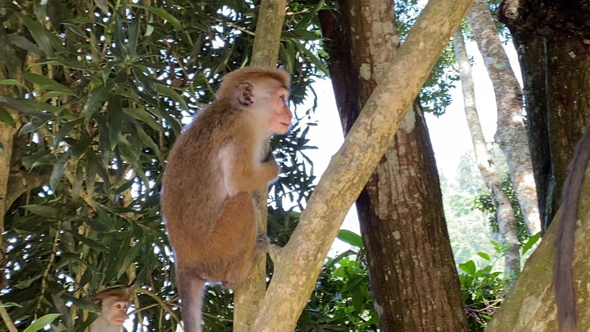 Wild macaque monkey jumping between trees in tropical forest