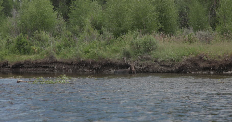Summer footage filmed while floating down the Green River near Pinedale, Wyoming, showing a moose resting in the water and briefly shaking its ears. The calm river setting and natural wildlife behavior capture a peaceful moment in the wilderness of the American West. This video is ideal for wildlife behavior, nature, conservation, outdoor recreation, and travel-related stock footage.