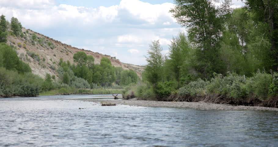 Summer footage filmed while floating down the Green River near Pinedale, Wyoming, showing a moose resting in the water at a distance. The calm river, surrounding wilderness, and natural wildlife behavior capture a peaceful outdoor scene in the American West. This video is ideal for wildlife, nature, conservation, outdoor recreation, and travel-related stock footage..
