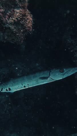 Portrait video of a Great Barracuda (Sphyraena barracuda) in Key Largo, Florida, USA