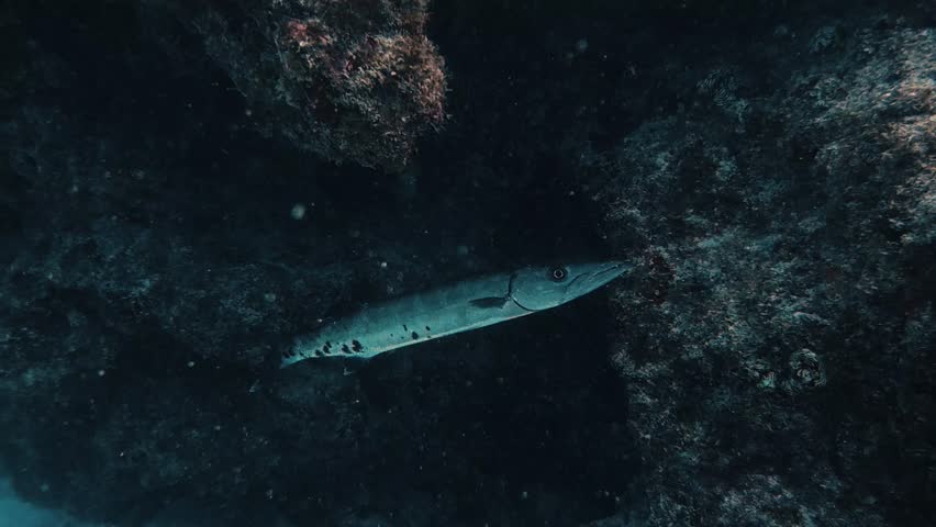 4K video of a Great Barracuda (Sphyraena barracuda) in Key Largo, Florida, USA