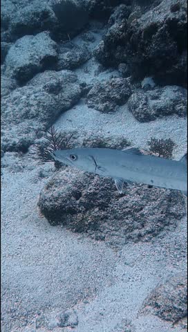 Portrait video of a Great Barracuda (Sphyraena barracuda) in Key Largo, Florida, USA