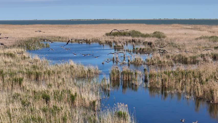 Aerial, Flock of Greylag Geese flying low over a calm lake and wetlands. A group of water birds flies in formation over a lake, capturing by Drone. Peaceful wildlife moment in natural landscape