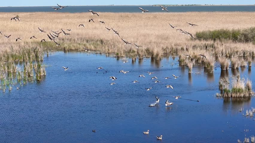 Aerial, Flock of Greylag Geese flying low over a calm lake and wetlands. A group of water birds flies in formation over a lake, capturing by Drone. Peaceful wildlife moment in natural landscape