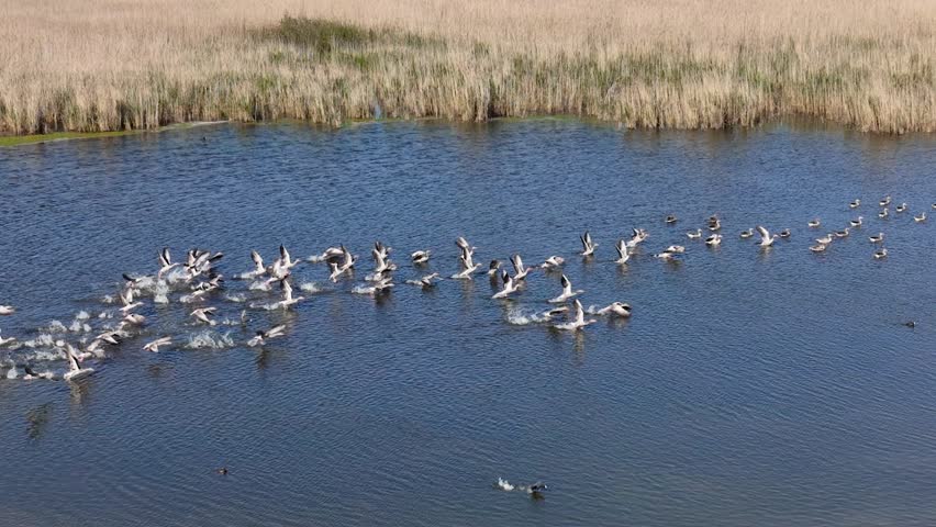 Aerial, Flock of Greylag Geese flying low over a calm lake and wetlands. A group of water birds flies in formation over a lake, capturing by Drone. Peaceful wildlife moment in natural landscape