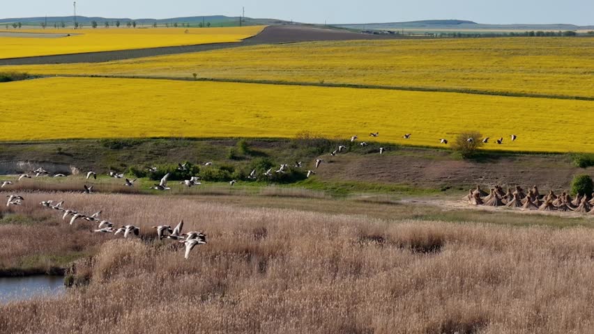 Aerial, Flock of Greylag Geese flying low over a calm lake and wetlands. A group of water birds flies in formation over a lake, capturing by Drone. Peaceful wildlife moment in natural landscape