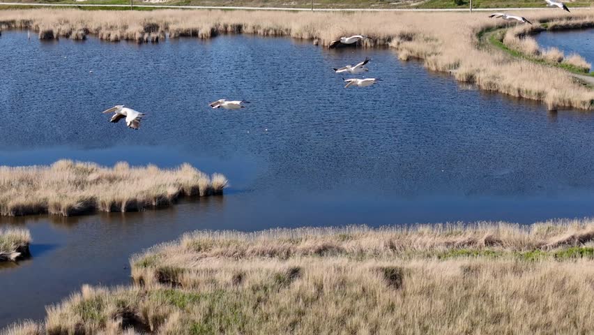 Aerial, Flock of White pelicans birds flying low over a calm lake and wetlands. A group of water birds flies in formation over a lake, capturing by Drone. Peaceful wildlife moment in natural landscape