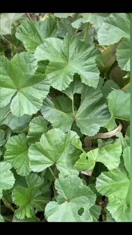 Malva sylvestris, mallow, plant, green, beneficial, medicinal, edible.