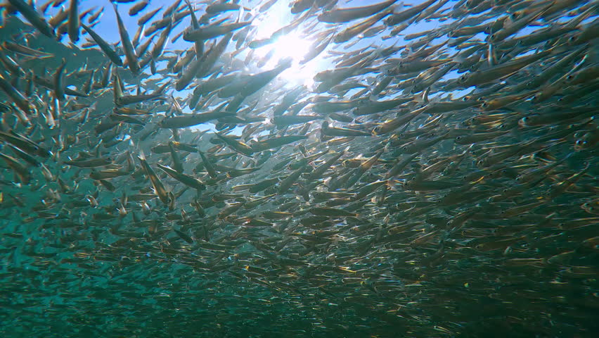 Bottom-up view, many Hardyhead Silversides are concentrated just below surface during their spawning run time, forming huge grey cloud against blue sky and sunlight, backlit by sun, with glare on lens