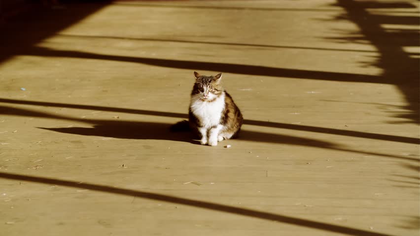 Fluffy domestic cat sitting on a wooden porch outside. Animal wildlife concept, pet care and animal lover.