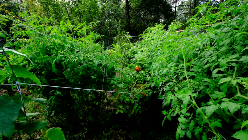 Variety of tomatoes overgrowing its round cage trellis in organic garden and moving camera closer toward unripe and maturing plum or Roma tomatoes hanging from vines