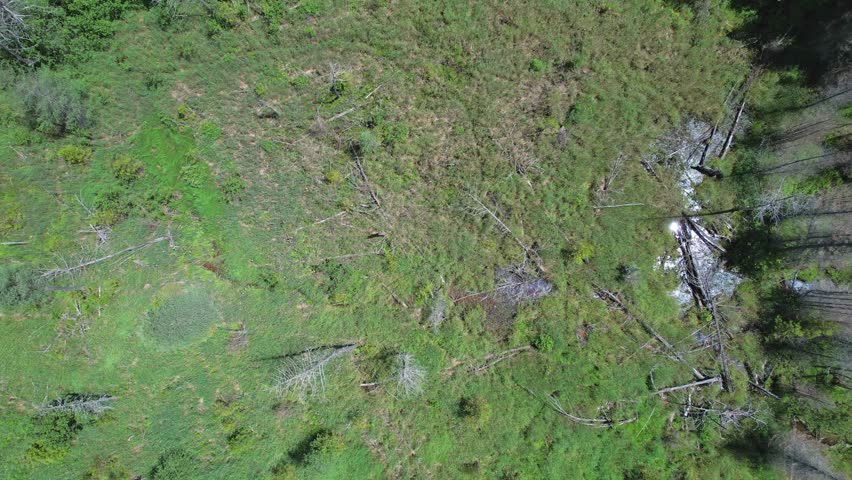 Green pine tree forest in wilderness of Canada Ontario. Rainy mist over picturesque greenery. Nature background and travel overland destination. Epic wild landscape at summer vacation and exploration