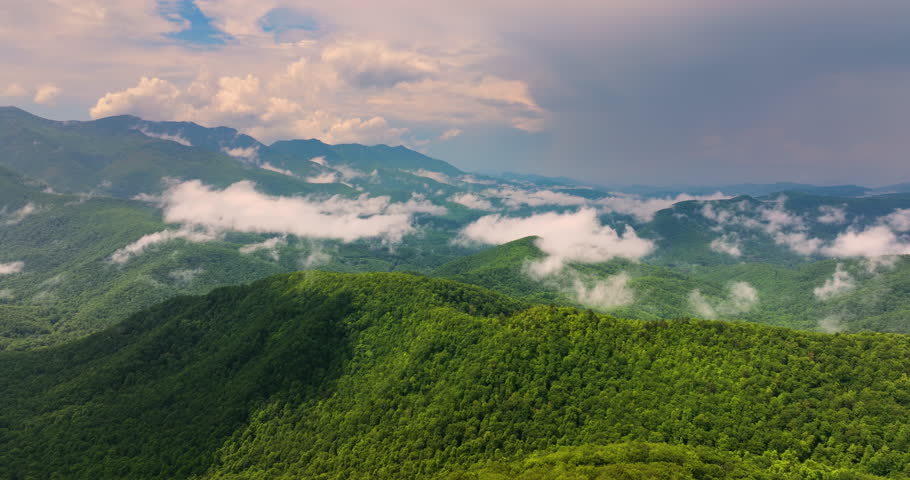 Mountain landscape with dense summertime canopies. Vibrant forest nature after rainfall.