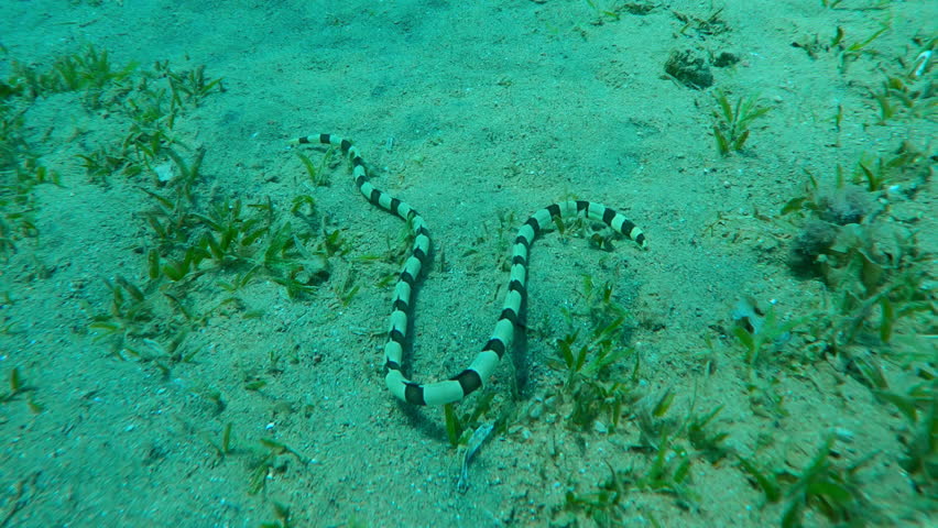 Close-up from above of Banded Snake Eel (Myrichthys colubrinus) as it crawls, wriggles on sandy seafloor and searching for prey among green Smooth Ribbon Seagrass (Cymodocea rotundata)