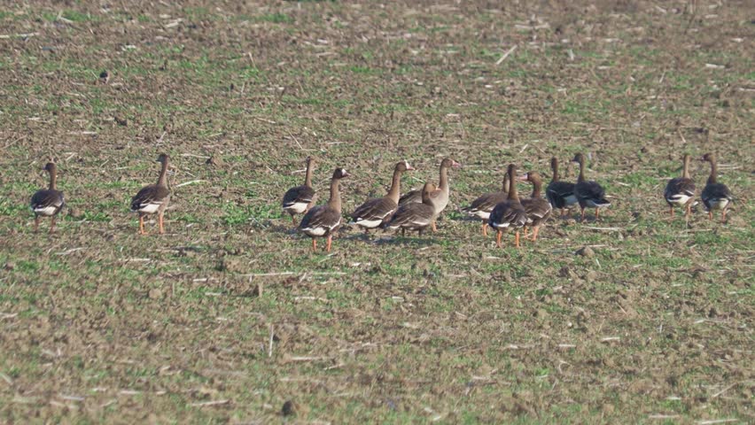 Greater white-fronted goose flock taking off from agricultural stubble field in late autumn