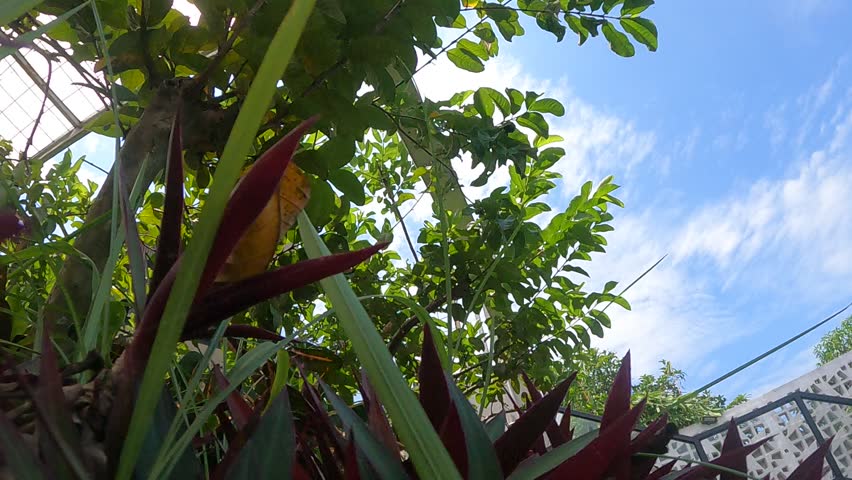 A vibrant, extreme low-angle view worms eye shot looking straight up through a canopy of lush green tropical foliage against a bright blue sky dotted with white cirrus clouds, featuring red plants in the immediate foreground and strong natural sunlight.