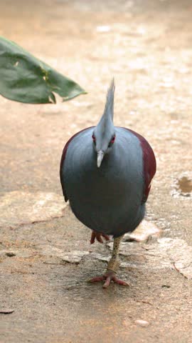 A Victoria crowned pigeon walks through a tropical enclosure, showcasing its blue plumage and crest