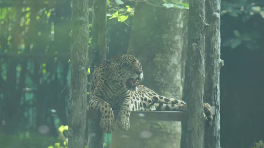 The leopard in the zoo.