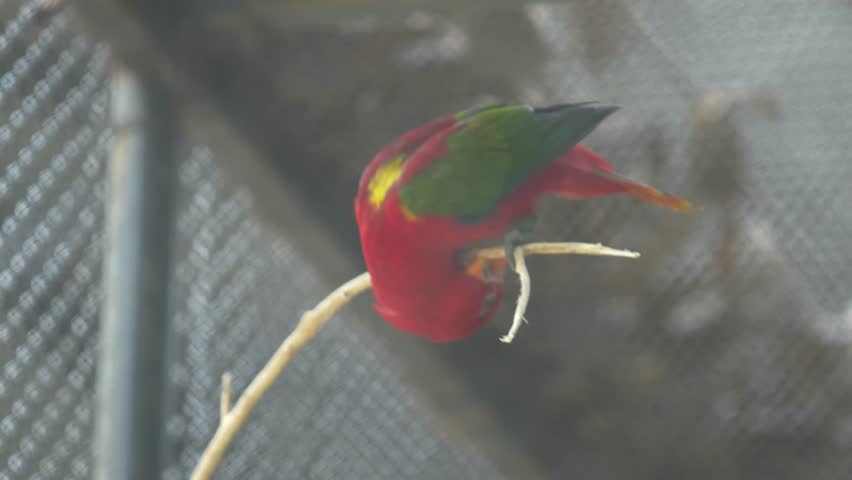 The Chattering Lory Bird in the zoo.