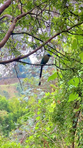 Barranquero bird (Momotus momota) perched on branch in Marinilla, Colombia, vertical frame with free space below