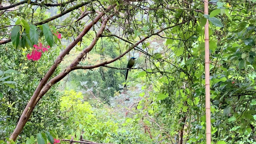 Barranquero bird (Momotus momota) perched on guava tree in Marinilla, Colombia, tail swinging with flowers