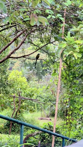 Barranquero bird (Momotus momota) perched in Marinilla, Colombia, vertical video with railing and bamboo pole in frame