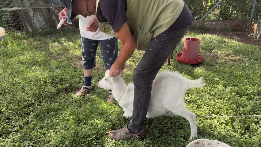Senior farmers in Marinilla, Colombia, giving medicine with syringe to young white male goat in rural horizontal video