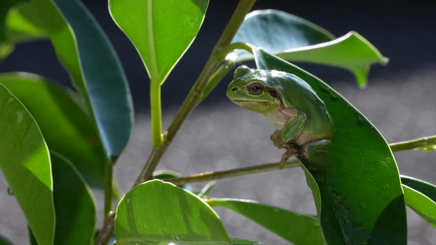 4K Video of a tree frog on grass.