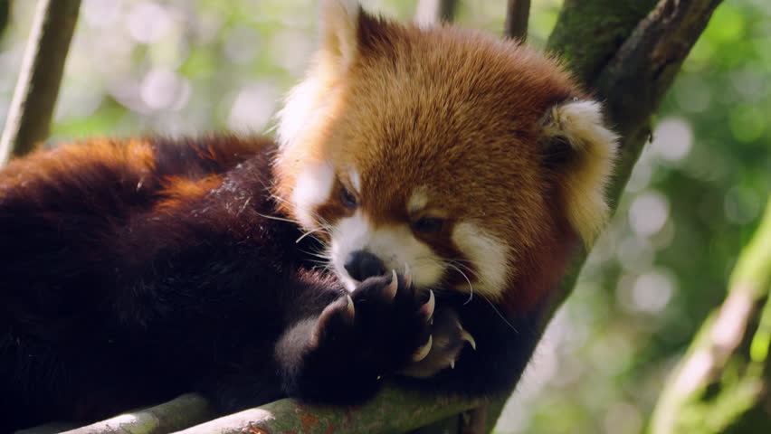 Furry Red Panda Licking Paw While Resting On A Tree. Close-up Shot