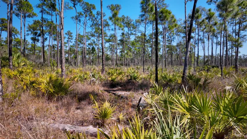 Slow pan revealing a pine flatwoods forest with saw palmetto undergrowth on a sunny day in Everglades National park, Florida.