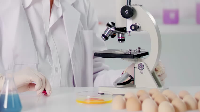 Microbiologists, nutrition specialists researcher studies observes egg white sample under a microscope after dropping it onto a pick, examines egg in laboratory setting during a science experiment