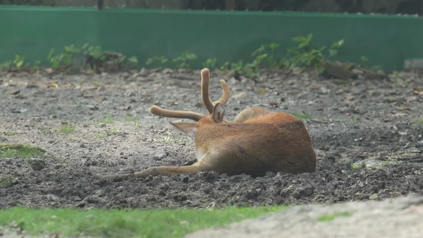 The Indian Hog Deer in the zoo.
