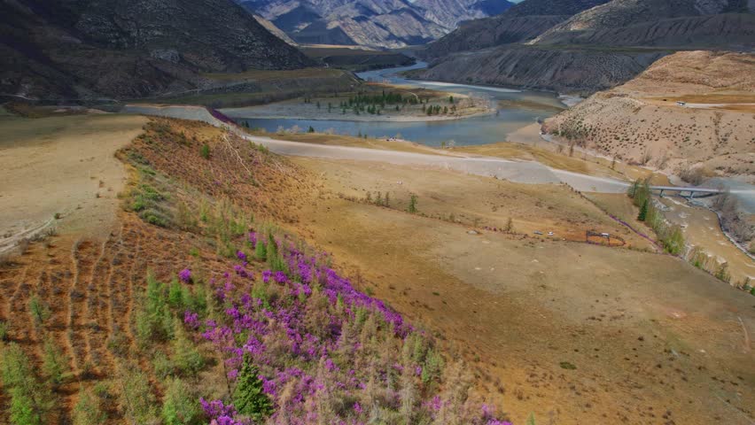 Beautiful spring mountains blooming pink maralnik wild rosemary. Chuysky tract Altai, Siberia, Russia, Drone aerial view.