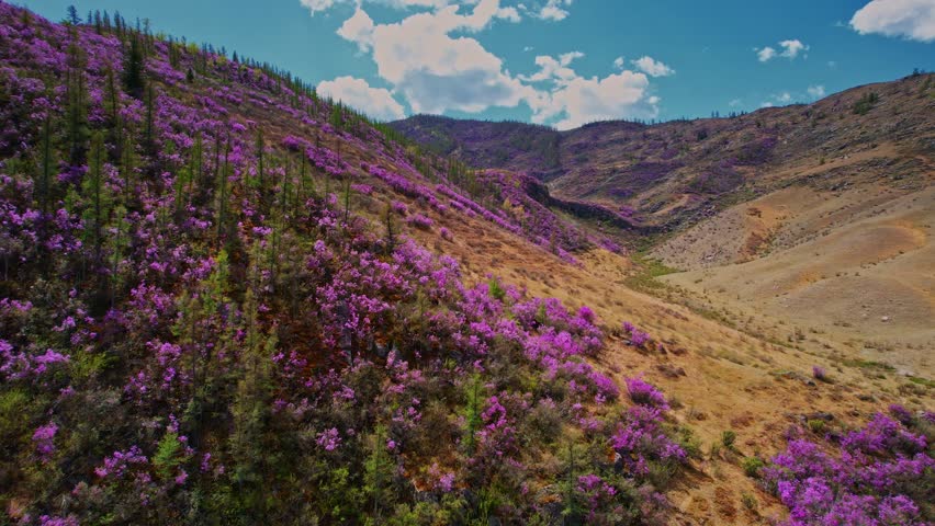 Aerial view Beautiful spring mountains blooming pink maralnik wild rosemary. Chuysky tract Altai, Siberia, Russia.