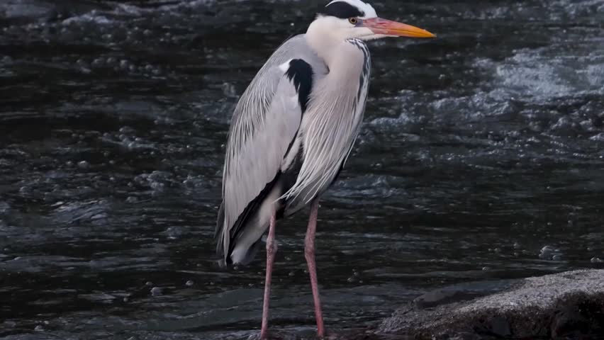 A grey heron stands motionless against a backdrop of dark, fast-flowing river water.