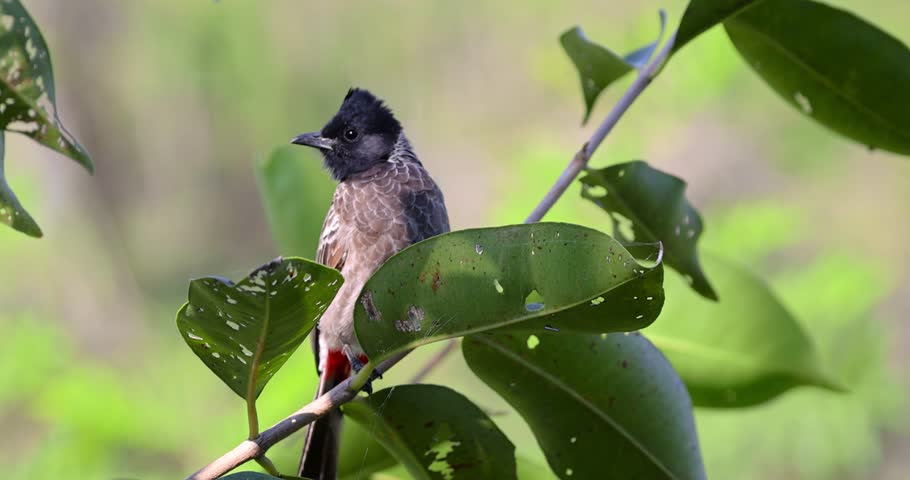 Beautiful Red Vented Bulbul perching on a green branch and observing its surroundings
