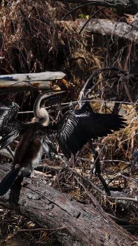 A wild anhinga perched on a log spreads its wings wide to dry in sunlight.