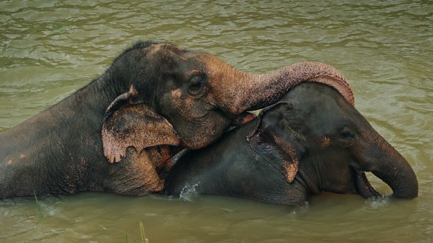 Two Asian elephants resting together in a shallow river, gently embracing with a trunk over the back, showing calm social bonding in a peaceful natural environment. High quality 4k footage