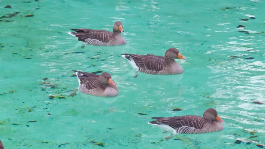 Group of four greylag geese floating and swimming together in a park pond with clear turquoise water