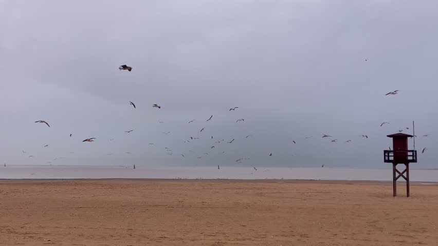 Lifeguard tower standing on a sandy beach under an overcast sky, with numerous seagulls flying over the water