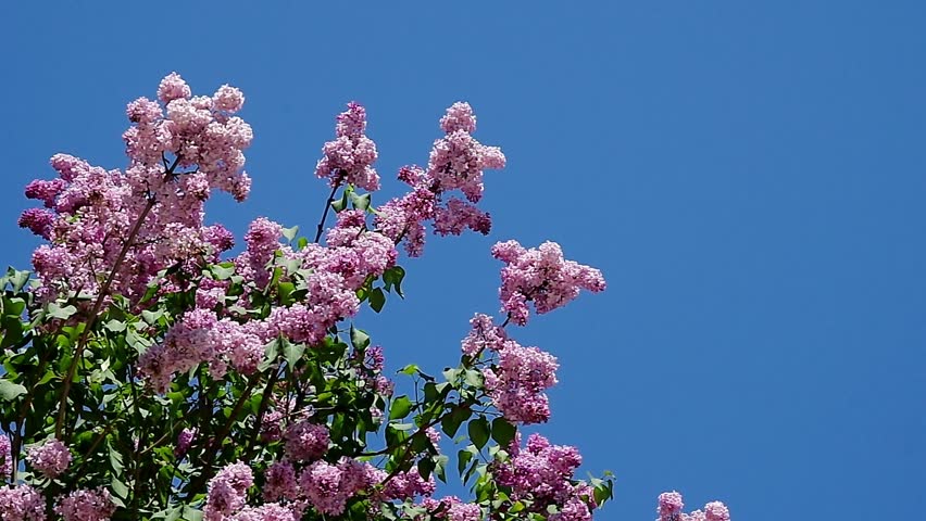 Lilac in a soft breeze