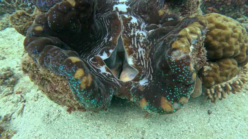 Massive giant clam opening its shell on a sandy seabed surrounded by a beautiful coral reef