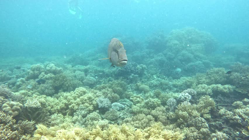 Endangered napoleon wrasse fish swimming peacefully in the clear blue ocean over a coral reef
