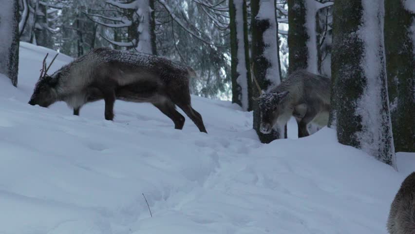 Reindeer wildlife pack wild animal up-close in cold winter climate snow landscape