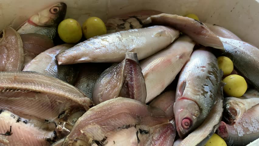 Milkfish in a styrofoam box.