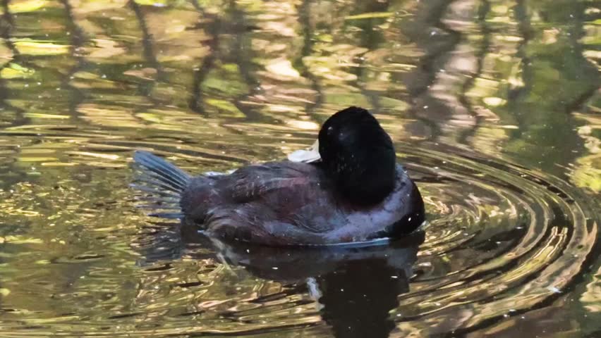A dark-feathered duck grooms itself while floating on a pond with golden light reflections.
