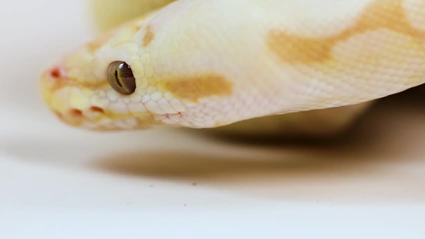 Macro view of a yellow corn snake